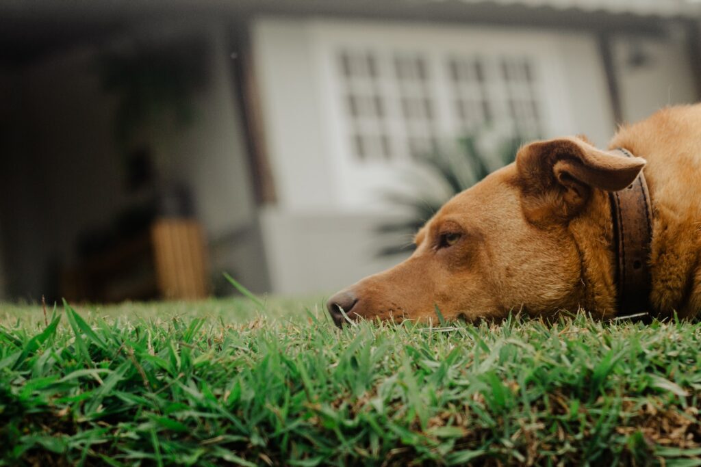 a dog lying in the grass